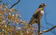 Woodlands Historic Park - thumb 1