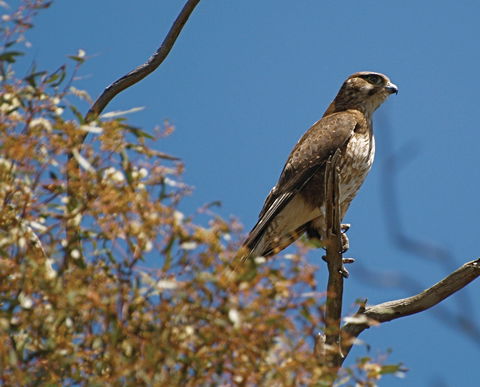 Woodlands Historic Park - Accommodation Sydney 1