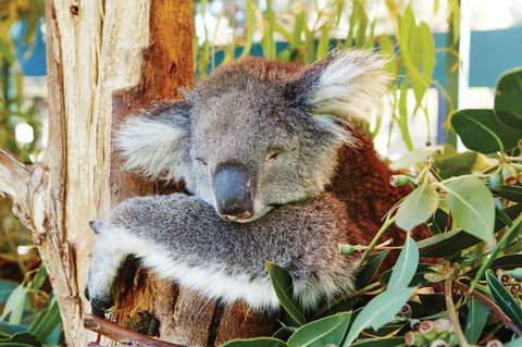 Animals And Family Fun - Accommodation Sydney 0