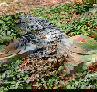 Antony Symons - Retrospective of a Life's Work - Accommodation Sydney