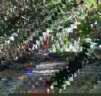 Barra Feeding - Sydney 4u