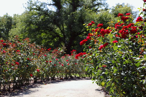 Benalla Botanical Gardens - Sydney 4u 0