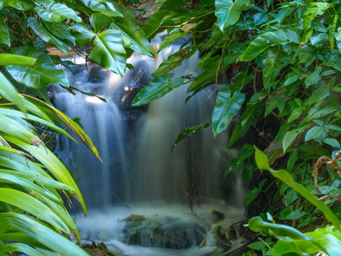 Brisbane Botanic Gardens Mount Coot-tha - Accommodation Sydney 1
