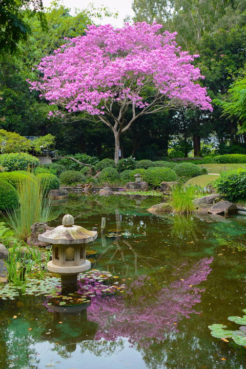 Brisbane Botanic Gardens Mount Coot-tha - Accommodation Sydney 2