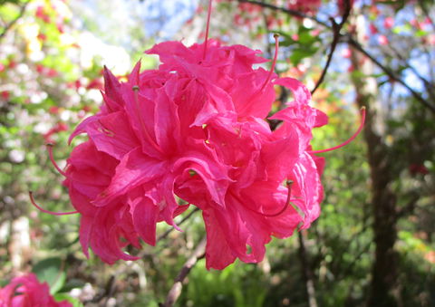Campbell Rhododendron Gardens - Sydney 4u 0
