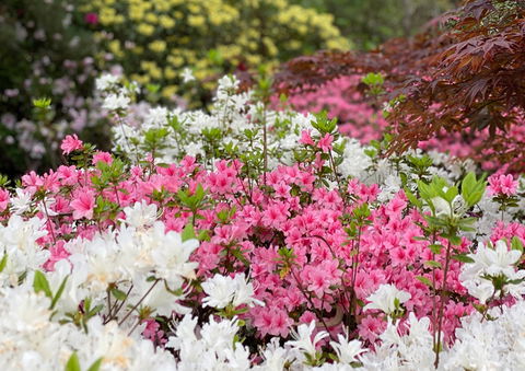 Campbell Rhododendron Gardens - Sydney 4u 1