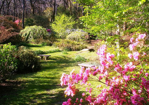 Campbell Rhododendron Gardens - Sydney 4u 2