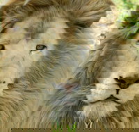 Darling Downs Zoo - Accommodation Sydney