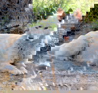 Durong Dingo Sanctuary - Accommodation Sydney