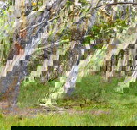 Freshwater track - Accommodation Sydney