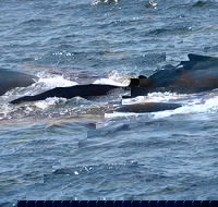 Gerringong Whale Watching Platform - Accommodation Sydney