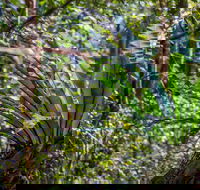 Great North walk - Palm Grove Nature Reserve - Sydney 4u
