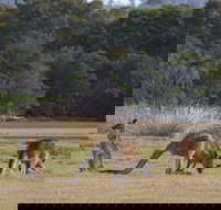 Great Nature Trail - Accommodation Sydney