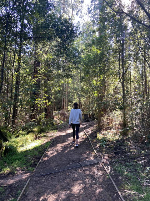 Lyrebird Circuit Walk - Sydney 4u 0
