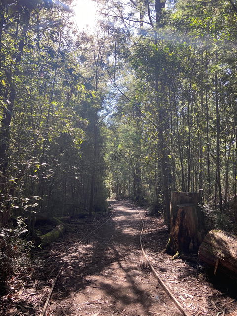 Lyrebird Circuit Walk - Sydney 4u 2