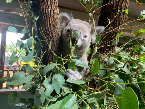 Macadamia Castle - Accommodation Sydney 0