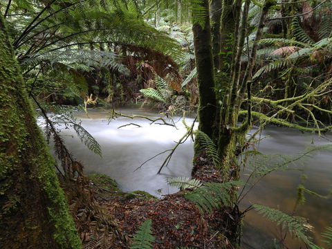 Marriotts Falls And Junee Caves - Accommodation Sydney 0