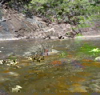 Mount Boss State Forest - Accommodation Sydney