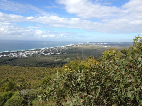 Mount Coolum National Park - Sydney 4u 0