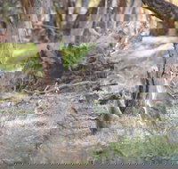 Nyah Vinifera Park - Accommodation Sydney