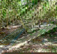 Old Bottlebutt - Accommodation Sydney