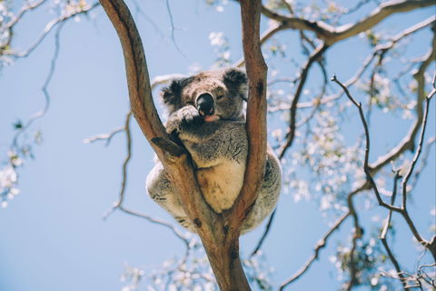 Samford Conservation Park And Bunyaville Conservation Park - Sydney 4u 2