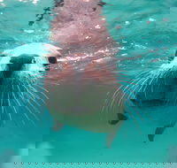 Seal Cove - Sydney 4u