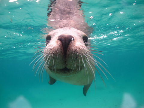 Seal Cove - Sydney 4u 0