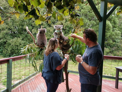 The Aussie Stop Offering Breakfast With Koalas - Accommodation Sydney 1