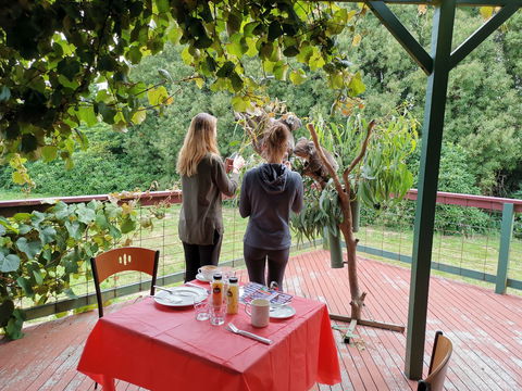 The Aussie Stop Offering Breakfast With Koalas - Accommodation Sydney 2