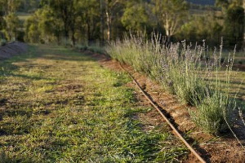 Thornton - Sydney Resort 1