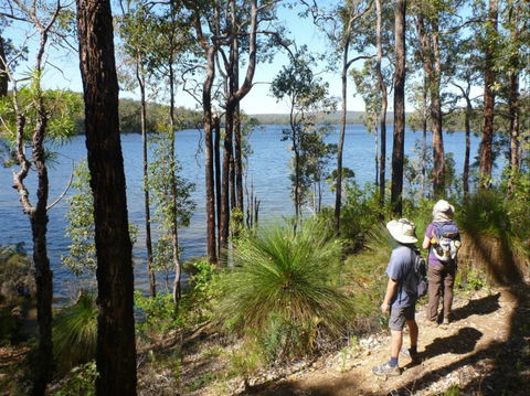 Wellington Discovery Forest - Sydney 4u 0