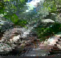 Wirrawilla Rainforest Walk - Accommodation Sydney