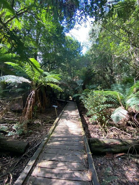 Wirrawilla Rainforest Walk - Accommodation Sydney 0