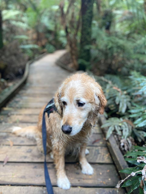 Wirrawilla Rainforest Walk - Accommodation Sydney 1