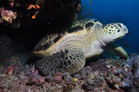 Anchor Bommie Dive Site - Accommodation Sydney 2