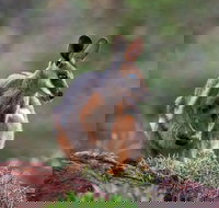 Arkaroola Wilderness Sanctuary - Accommodation Sydney