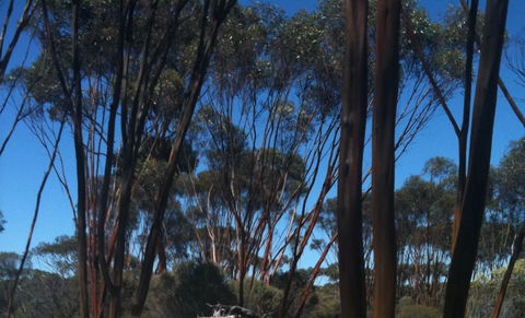 Boorabbin National Park - Sydney 4u 0