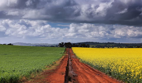 Canola Trail - Sydney 4u 1