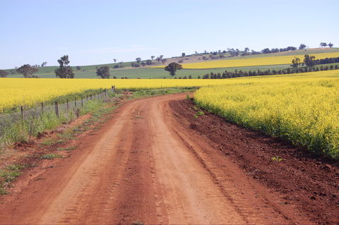 Canola Trail - Sydney 4u 2