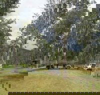 Chaelundi National Park - Accommodation Sydney