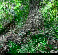 Djiru National Park - Sydney 4u