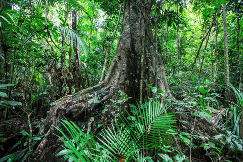 Djiru National Park - Sydney 4u 0