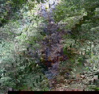 Kondalilla Falls Circuit Kondalilla National Park - Accommodation Sydney