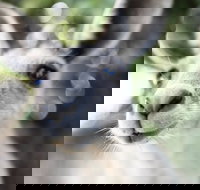 Lochern National Park - Sydney Resort