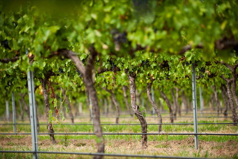 Murrumbateman - Accommodation Sydney 0