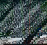 Old Tambo Downhill Mountain Bike Track - Sydney 4u