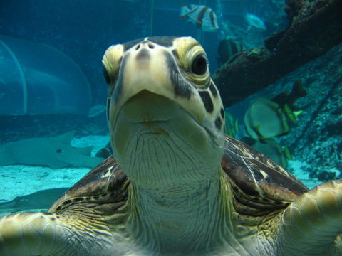 Reef HQ Aquarium - Sydney 4u 0