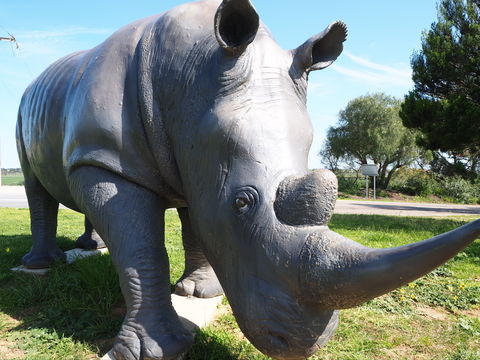 Tailem Bend Rhino Park And Dickson Reserve - Accommodation Sydney 0