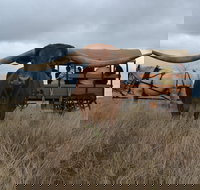 Texas Longhorn Tours - Accommodation Sydney